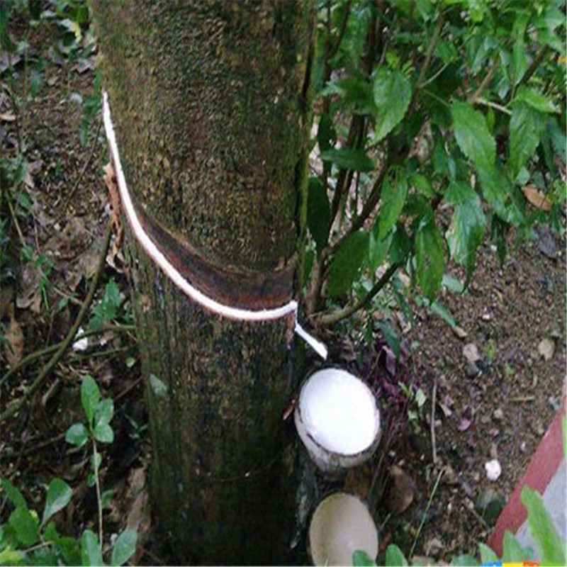 Vietnam's rubber exports increased by nearly 55% in May